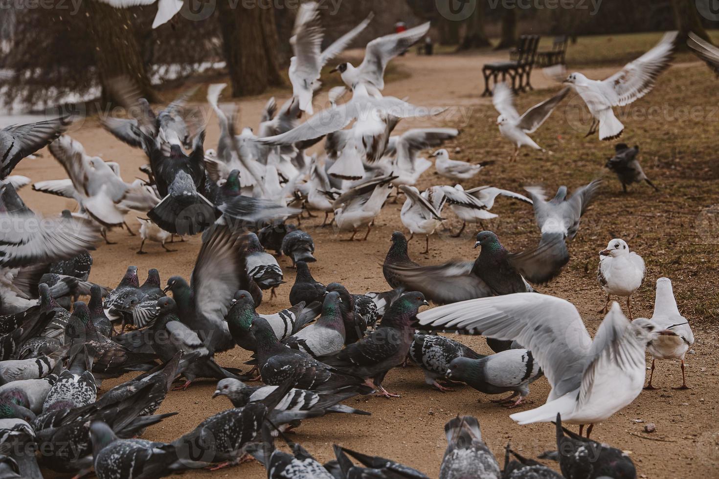 pássaros, pombos e andorinhas durante inverno alimentando dentro uma parque dentro Polônia foto