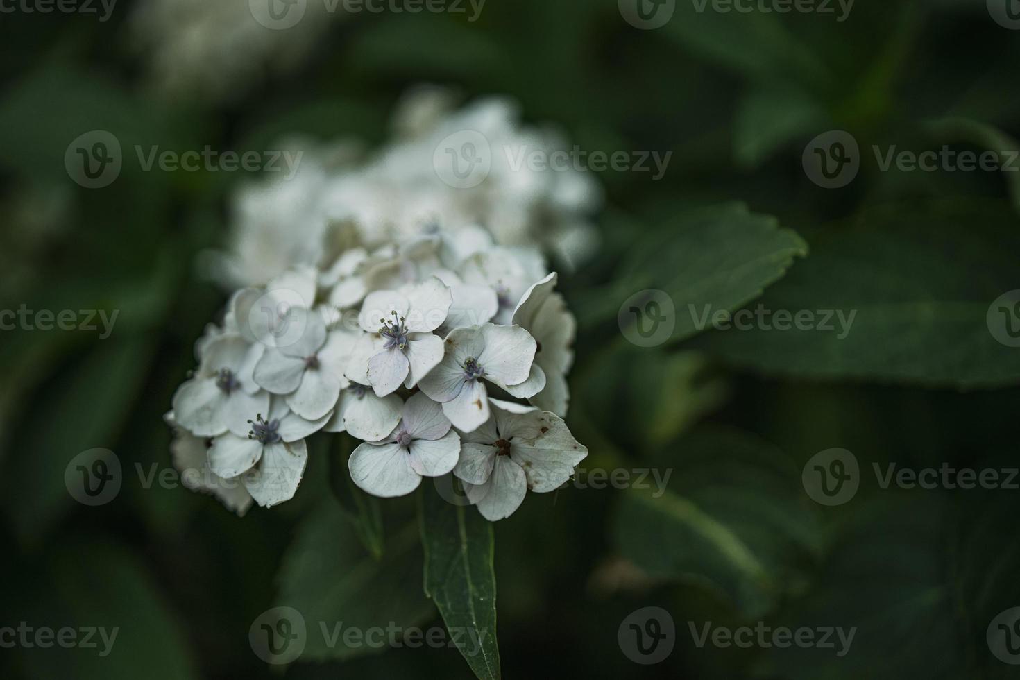 flor do branco hortênsia entre verde folhas dentro verão jardim foto