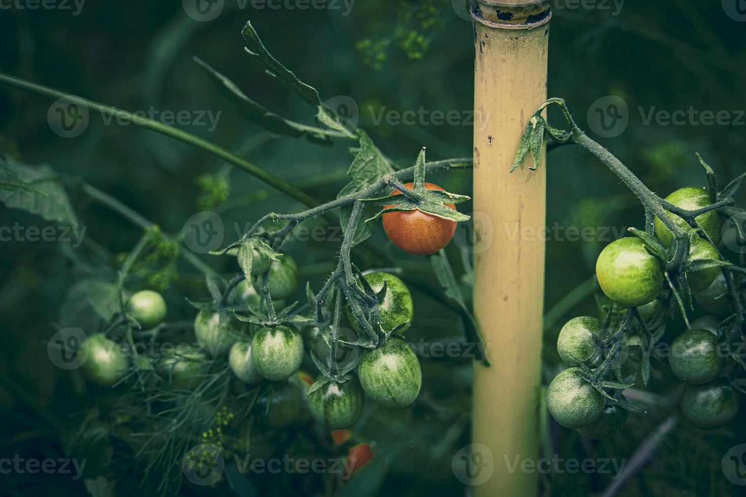 pequeno verde e vermelho orgânico cereja tomates em uma arbusto dentro a jardim foto