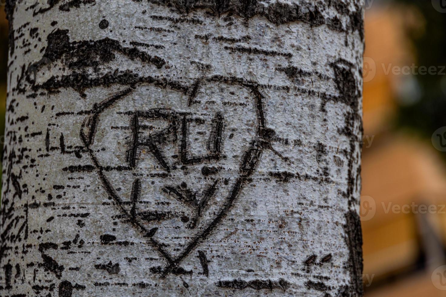 coração esculpido dentro uma árvore iniciais do amantes brilhante branco latido foto
