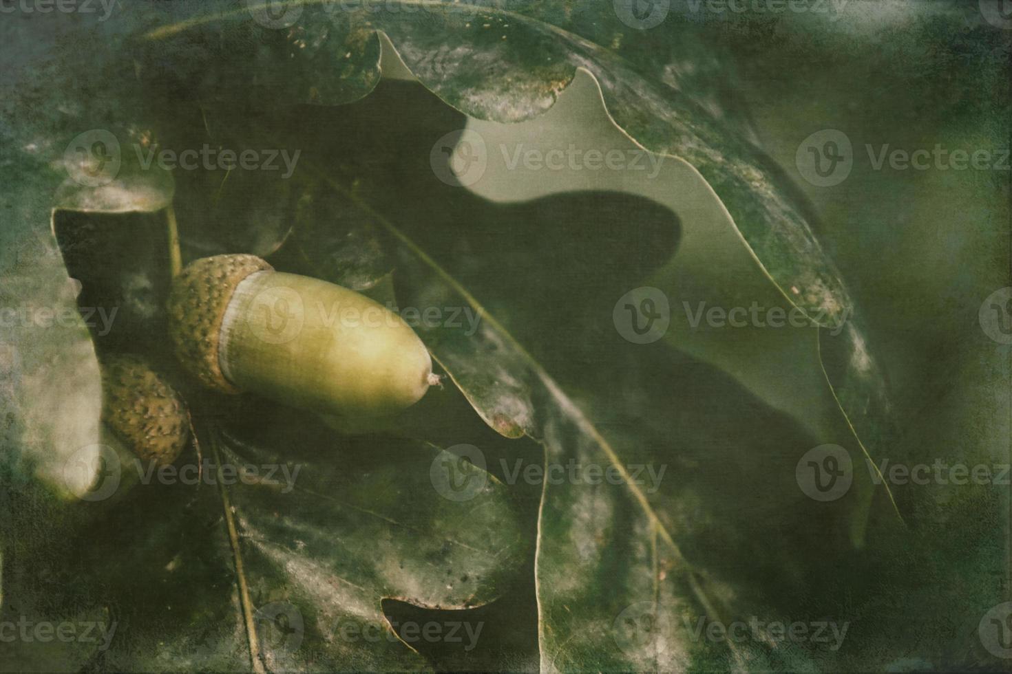 verde outono nozes em a ramo do a carvalho entre a folhas foto