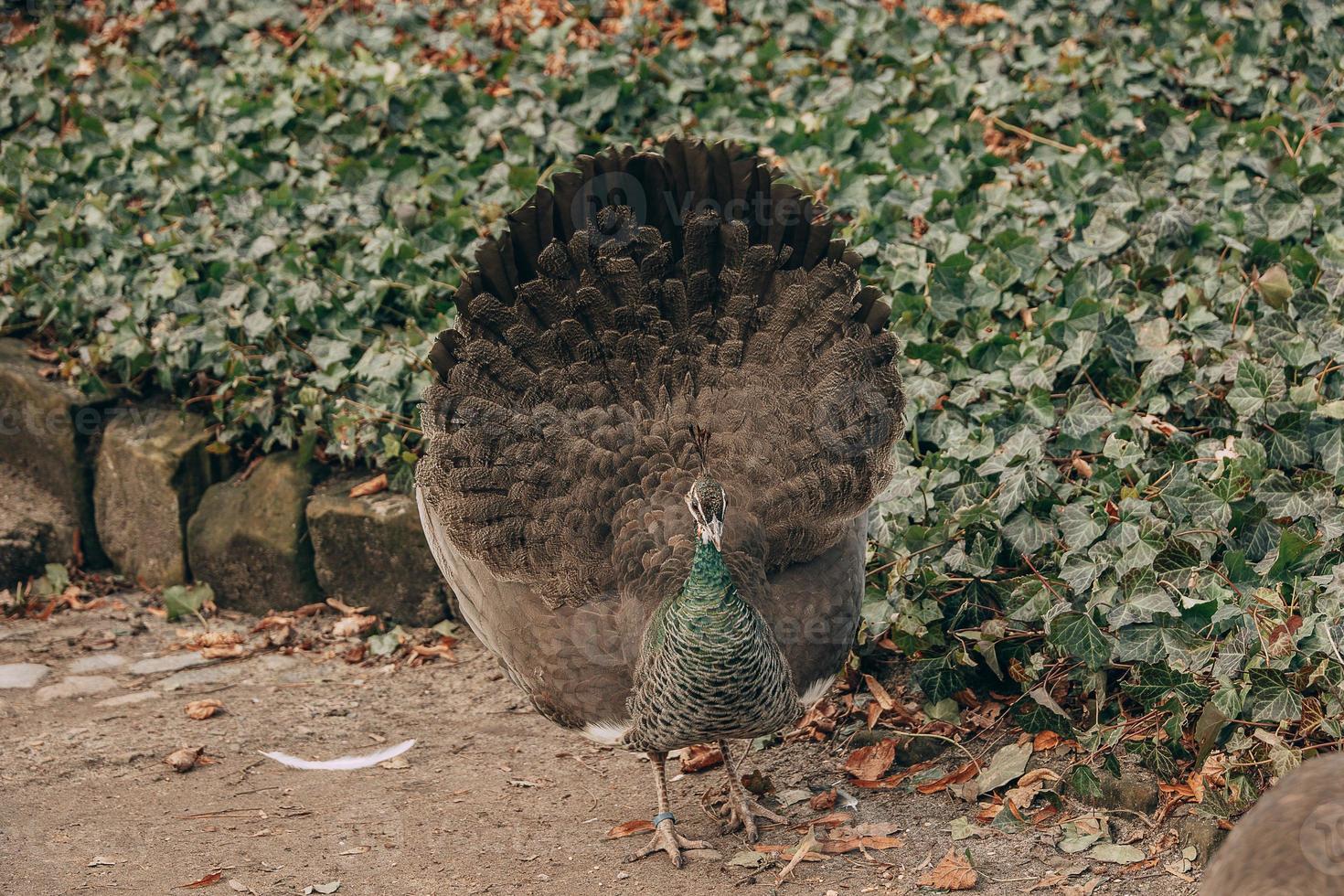 colorida pavão pássaro dentro a parque em uma frio dia ao ar livre foto