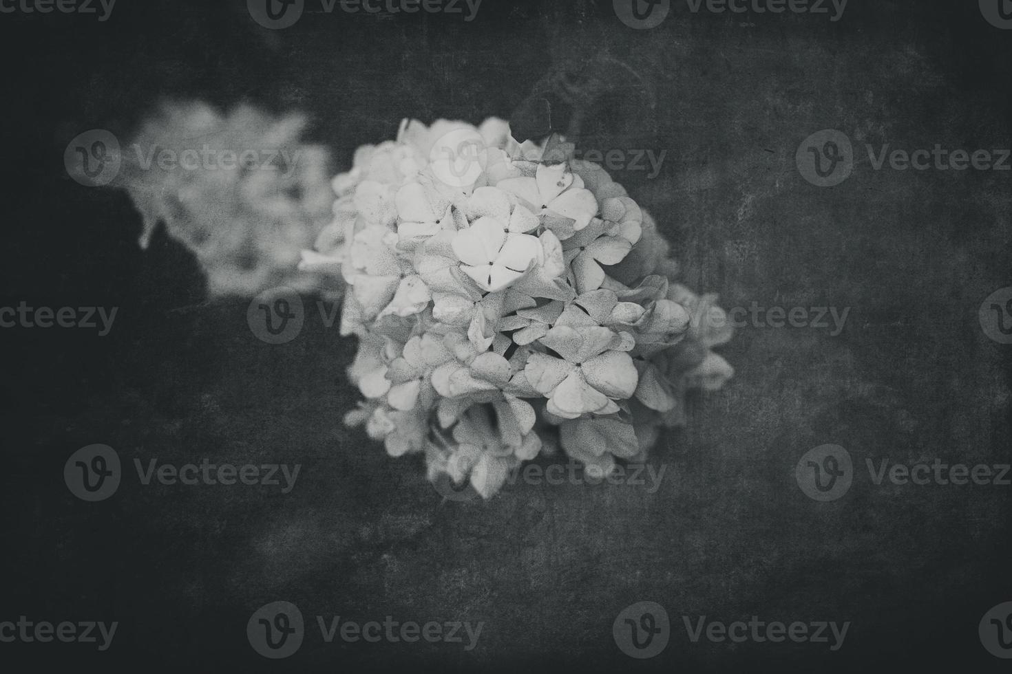 flor do uma viburnum arbusto dentro fechar-se contra uma fundo do verde folhas em uma caloroso Primavera dia foto