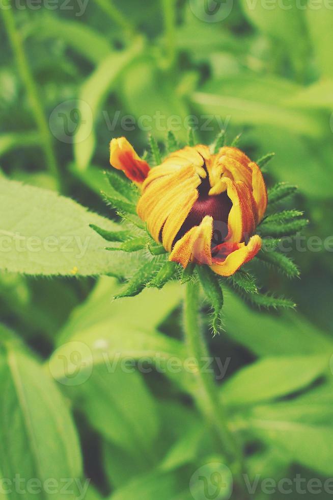 amarelo flores crescendo dentro a jardim entre verde folhagem fundo em uma caloroso verão dia dentro fechar-se foto