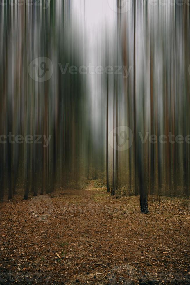 outono floresta panorama em cinzento novembro dia foto