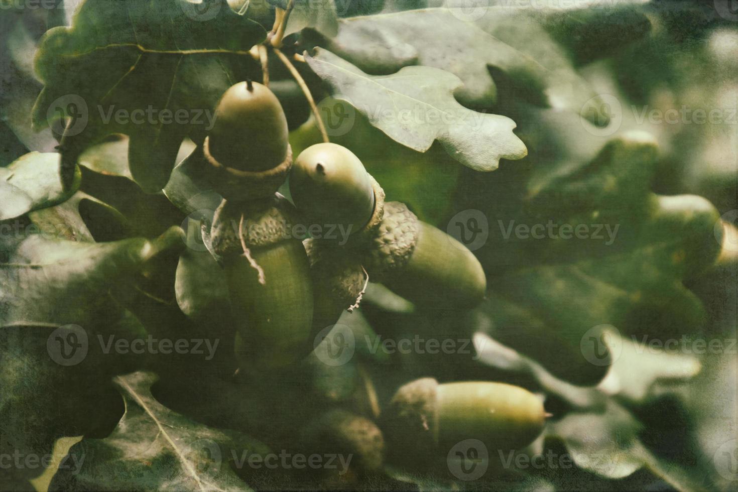 verde outono nozes em a ramo do a carvalho entre a folhas foto