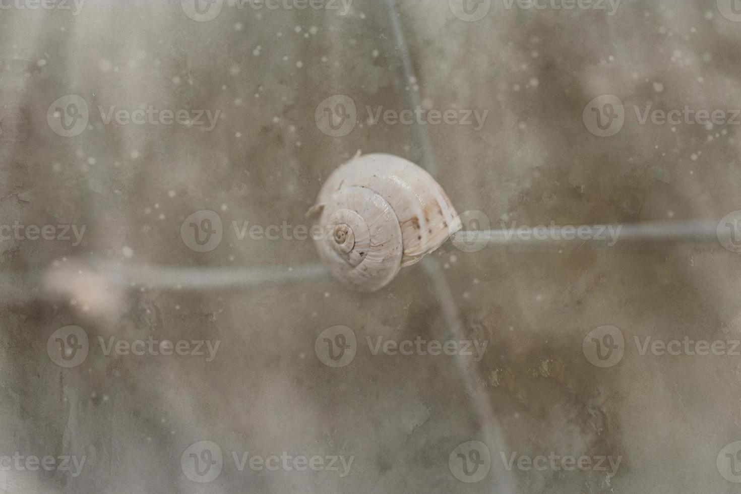 pequeno Caracol Concha dentro fechar-se em uma Castanho fundo foto