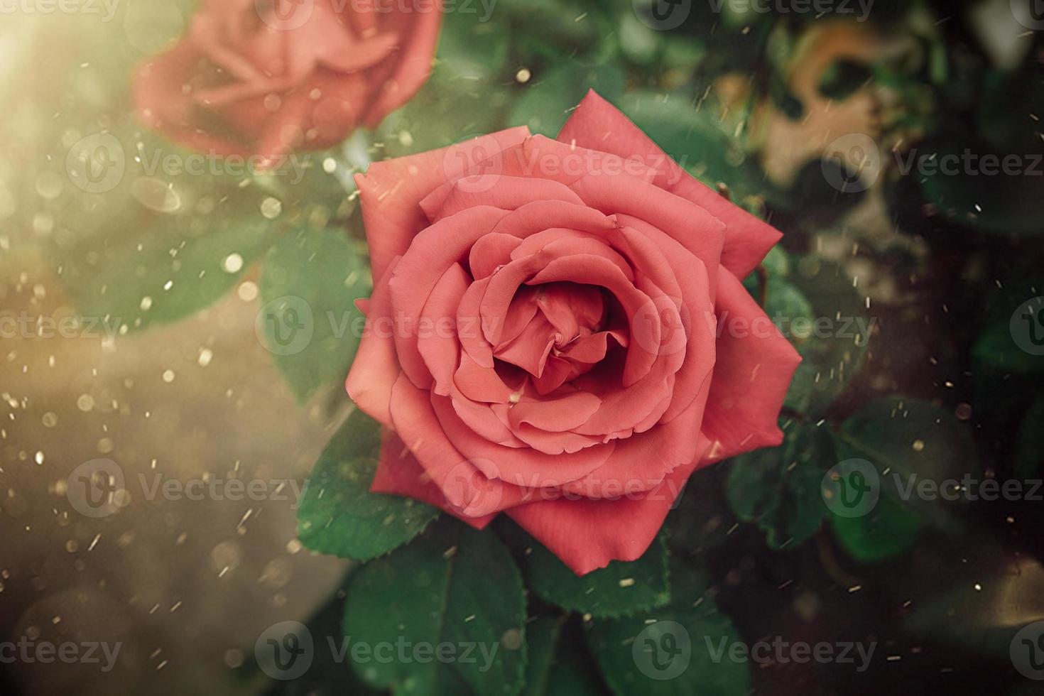 grande vermelho romântico rosa dentro a jardim contra a fundo do verde folhas em uma verão dia foto