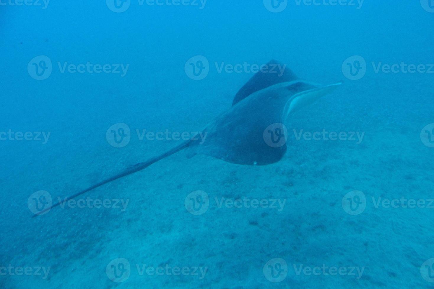 quieto calma submarino mundo com peixe vivo dentro a atlântico oceano foto