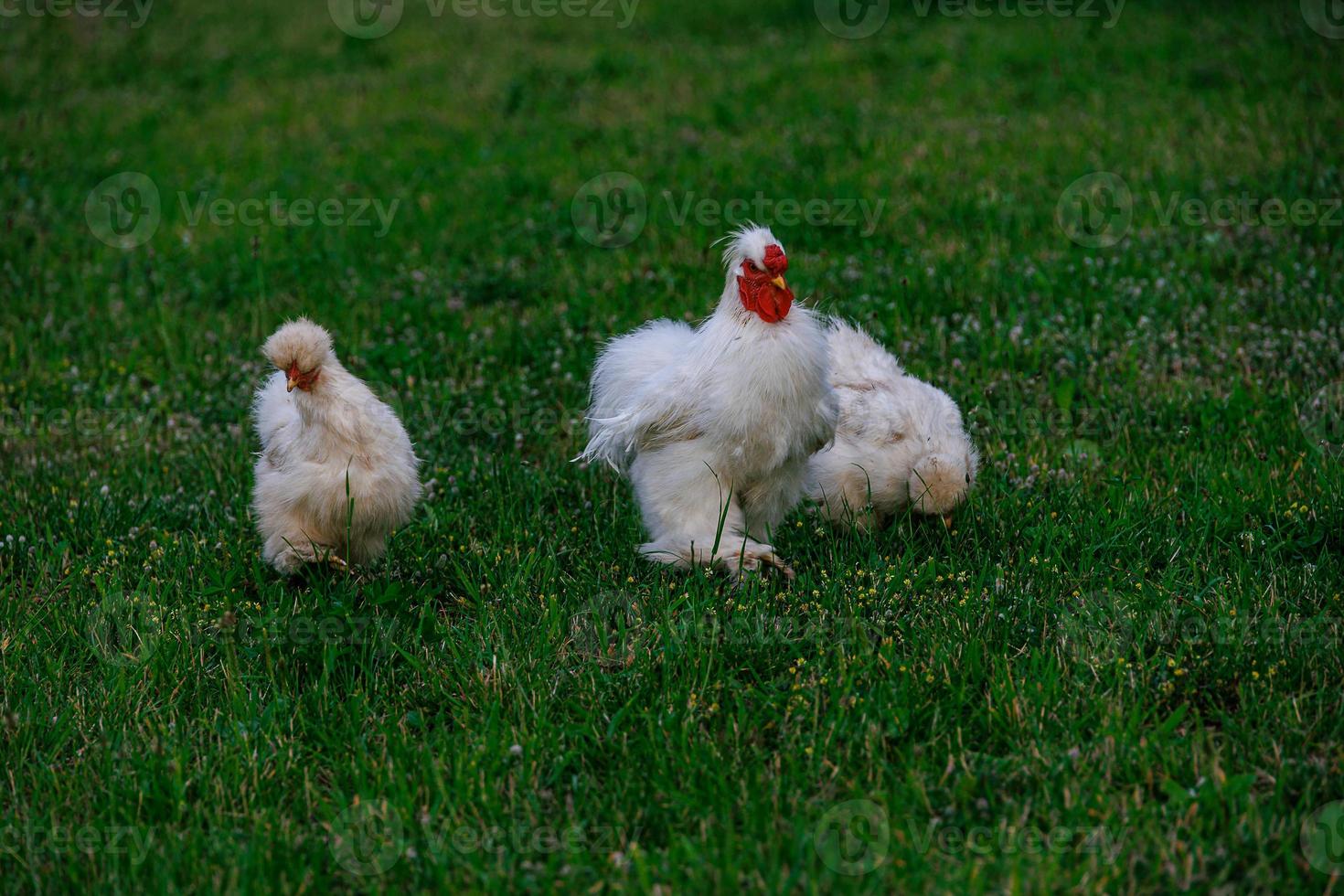 de raça pura galinhas em a verde Relva dentro a jardim em uma verão dia orgânico agricultura foto