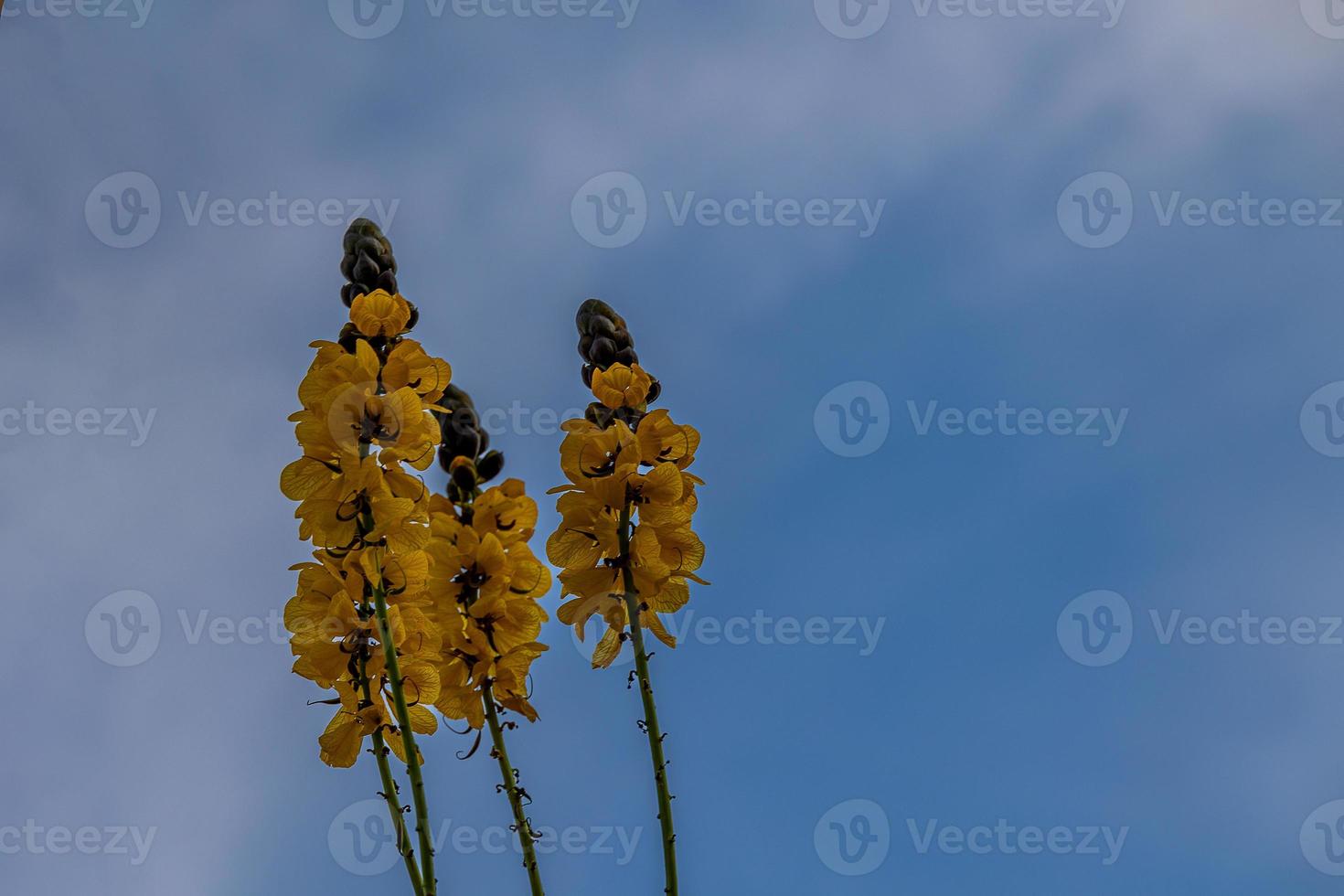 amarelo flores contra a azul céu dentro a verão jardim foto