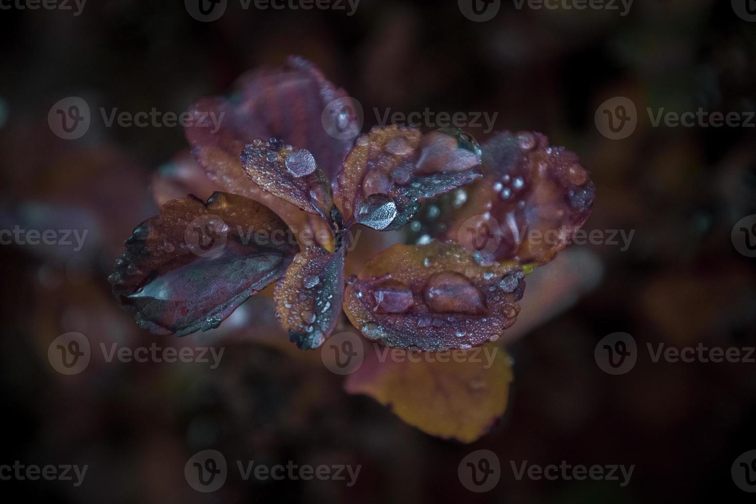 vermelho folhas do uma arbusto dentro a caloroso outono Sol depois de uma frio chuva foto