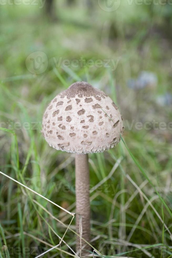 outono cogumelos crescendo dentro a europeu floresta foto