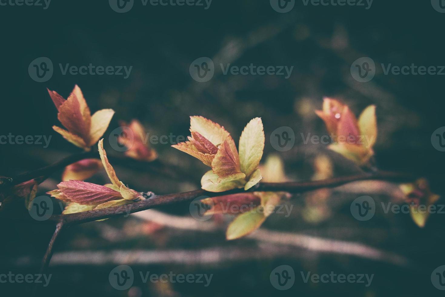 delicado folhas em galhos dentro a caloroso Primavera brilho do sol dentro marcha foto