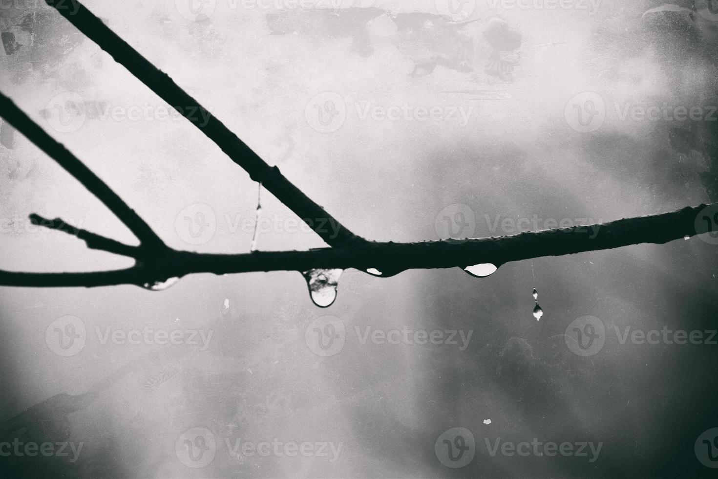 outono plantas com gotas do água depois de a novembro congelando chuva foto