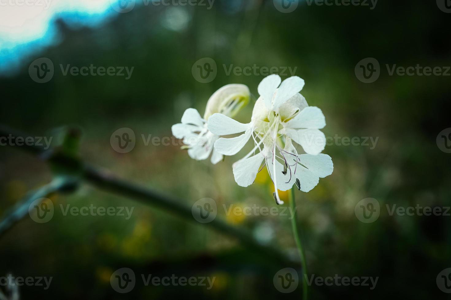 Selene vulgar ou bexiga acampamento flores artístico fotografia em Sombrio borrado Prado fundo foto