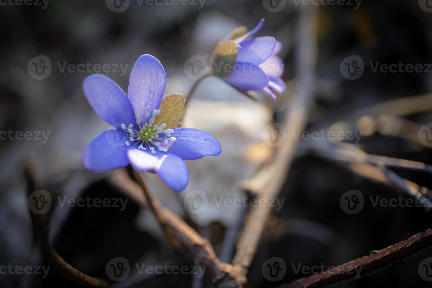 1 aberto e 1 não totalmente aberto anêmona hepatica nobilis floresce em Sombrio seco folhas e galhos fundo dentro suave luz lado Visão foto