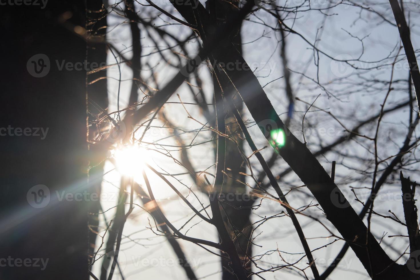 Sol com grandes raios entre Sombrio árvores sem folhas Primavera galhos em tarde céu foto