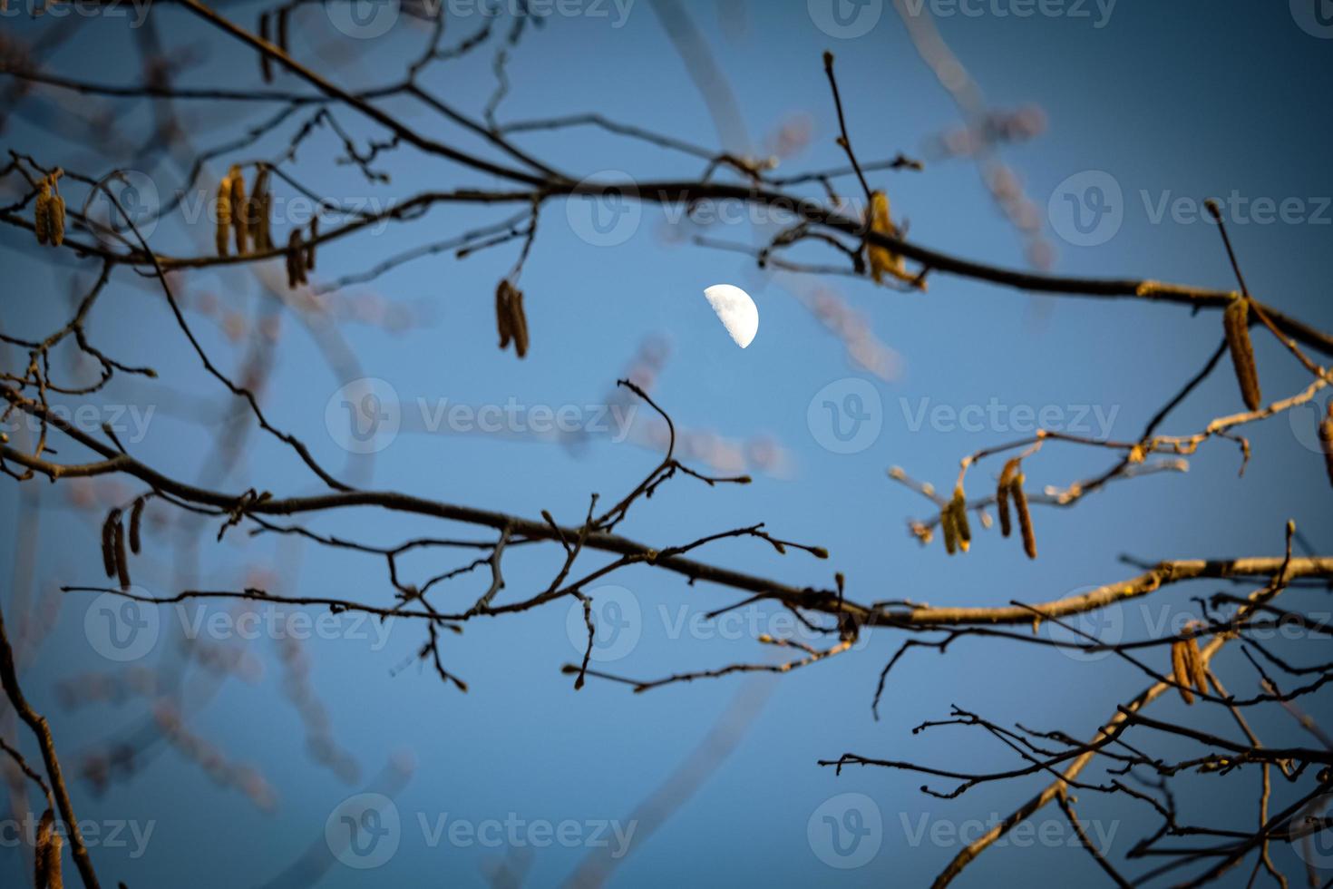 a lua entre galhos dentro a parque em luz azul céu durante a dourado hora pôr do sol luz foto