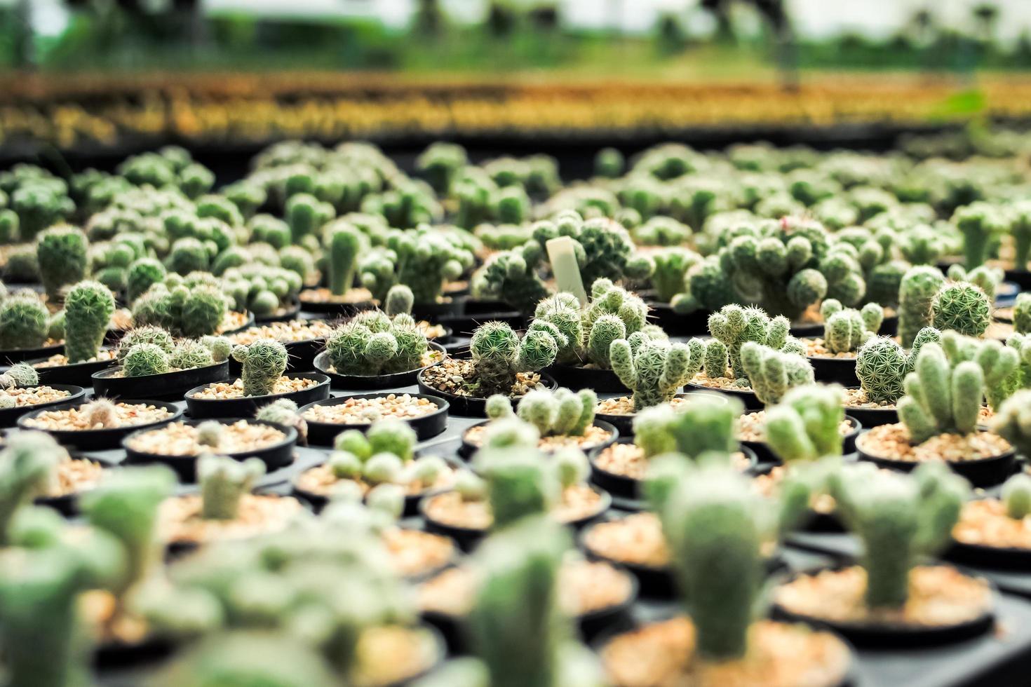 variedade de tipos de cactos na fazenda com foco seletivo e fundo desfocado foto