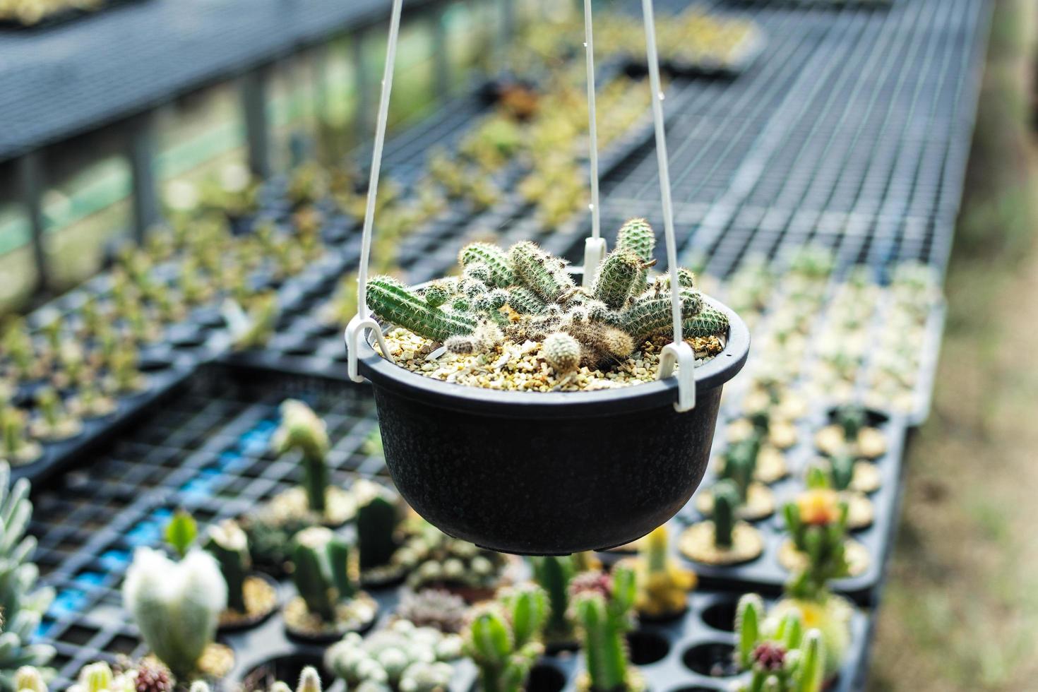 variedade de tipos de cactos na fazenda com foco seletivo e fundo desfocado foto