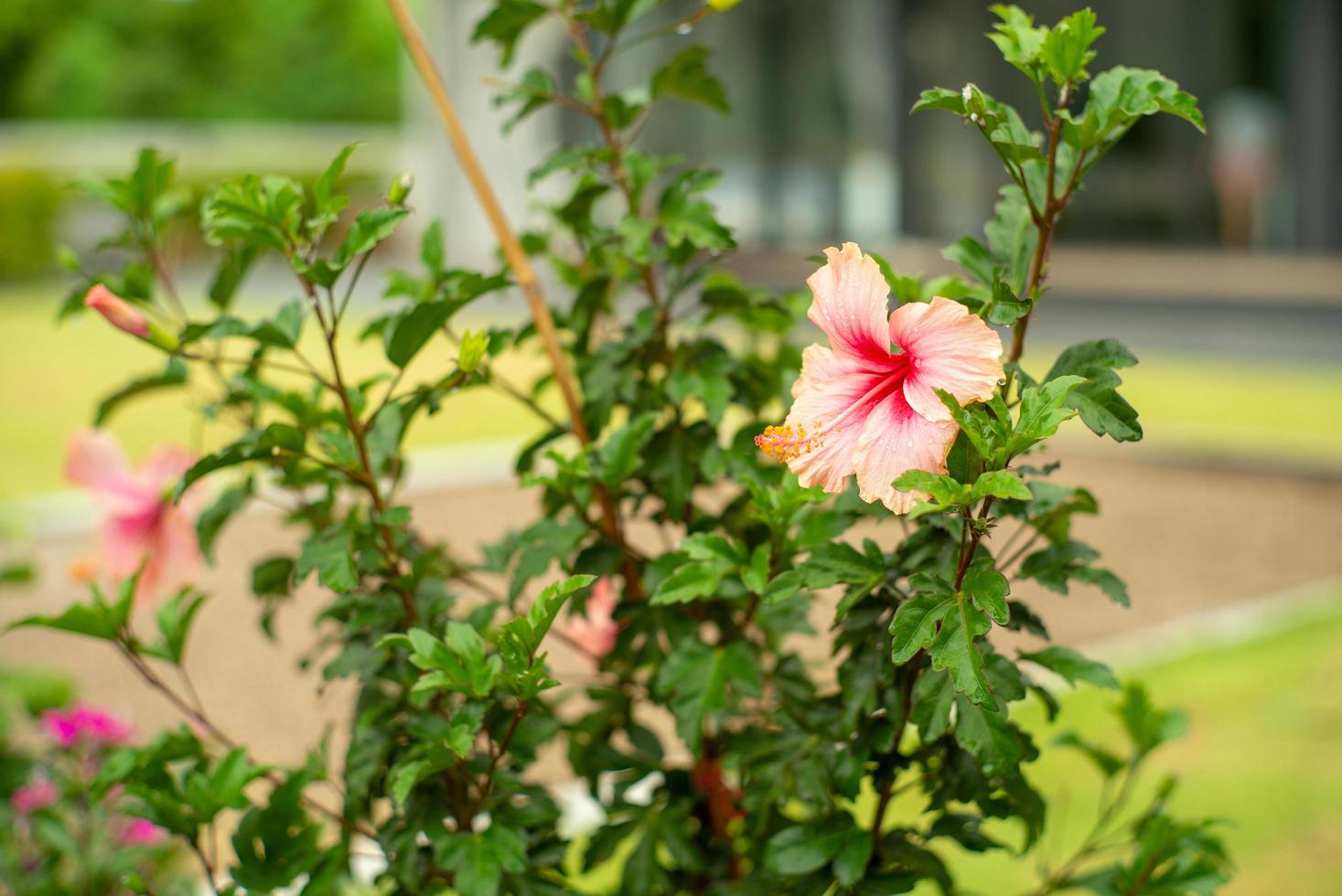 foco seletivo nas pétalas da flor de hibisco rosa com fundo desfocado de jardim foto