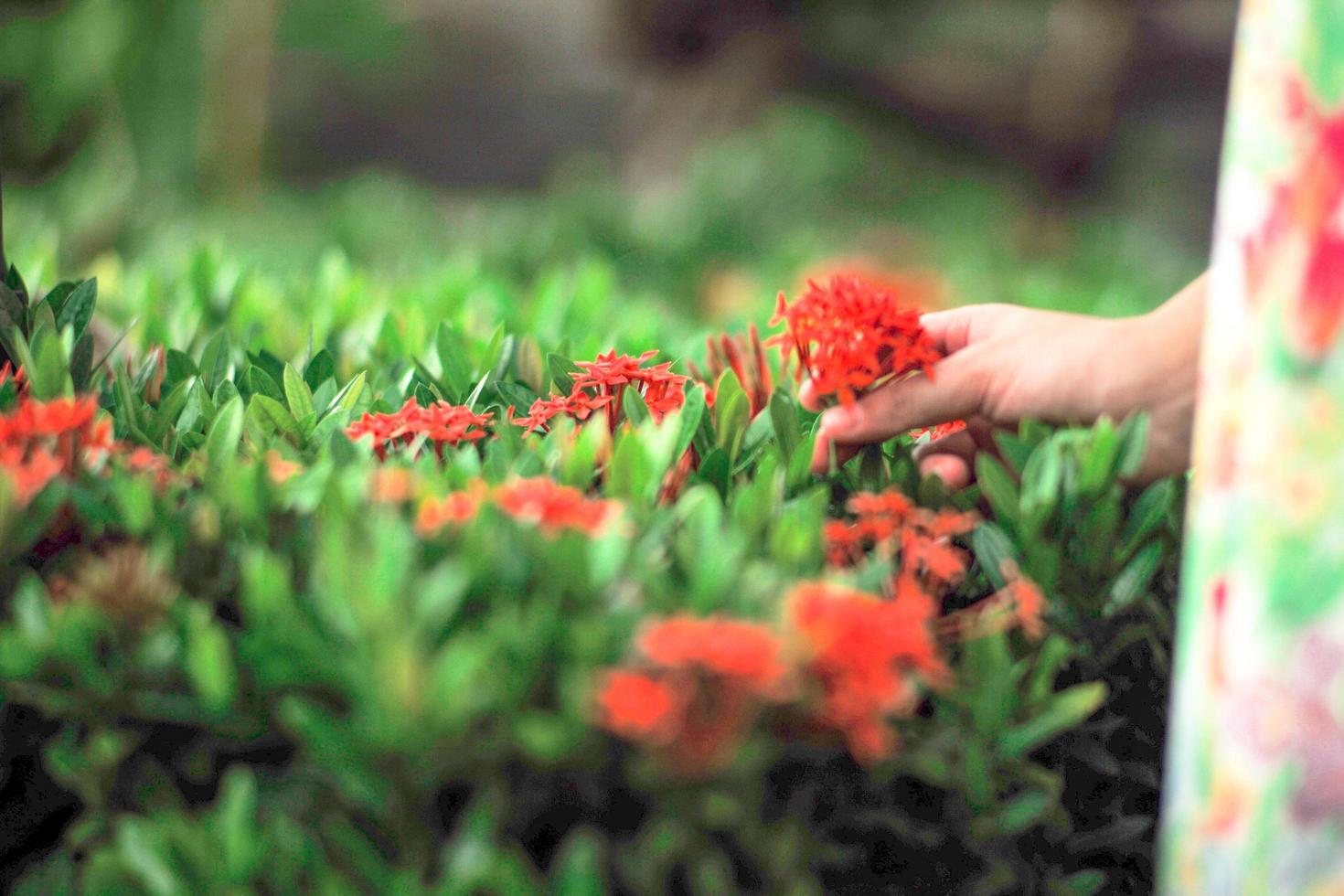 close-up de flores vermelhas com espinhos desabrochados com a mão de garotas desfocada segurando um ramo foto