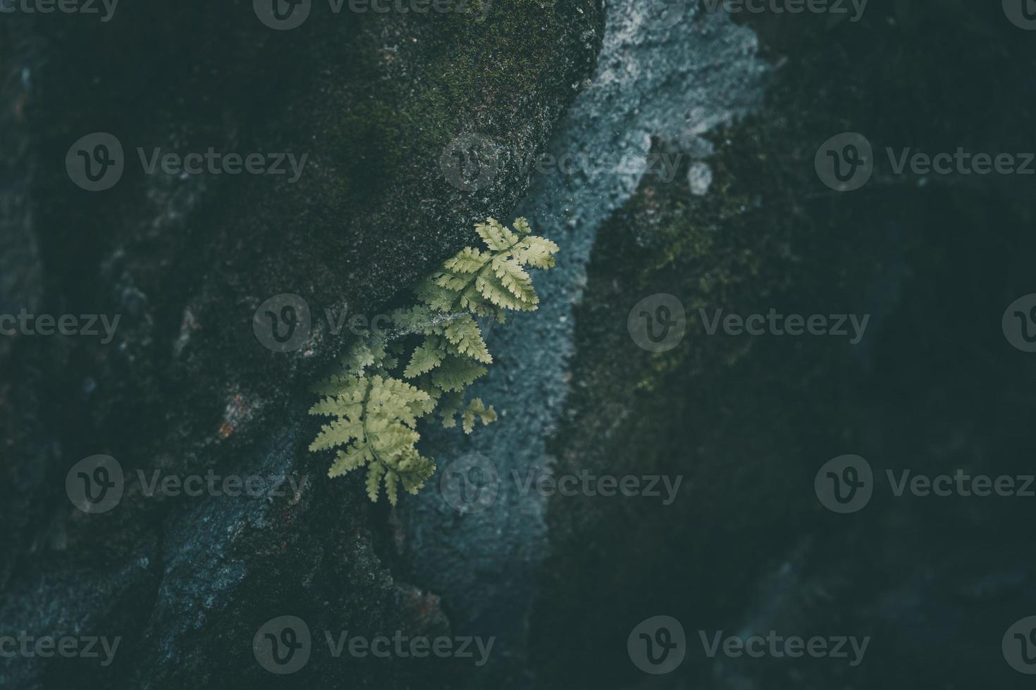 verde samambaia folha em uma Sombrio fundo fechar-se foto