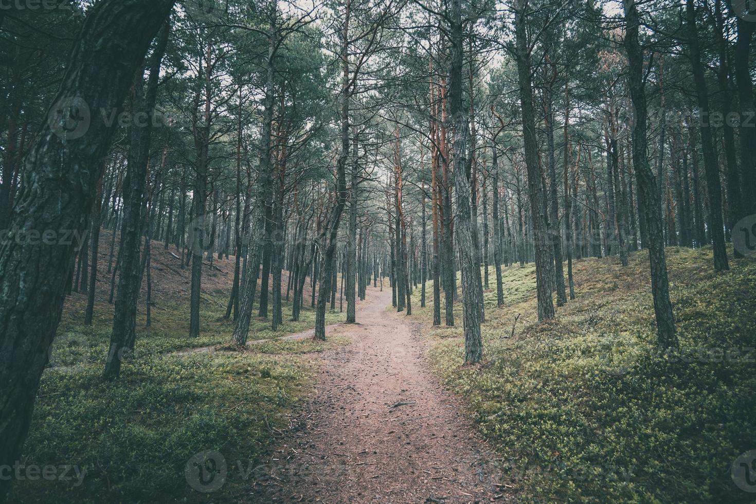 esvaziar estrada através uma Sombrio pinho floresta foto