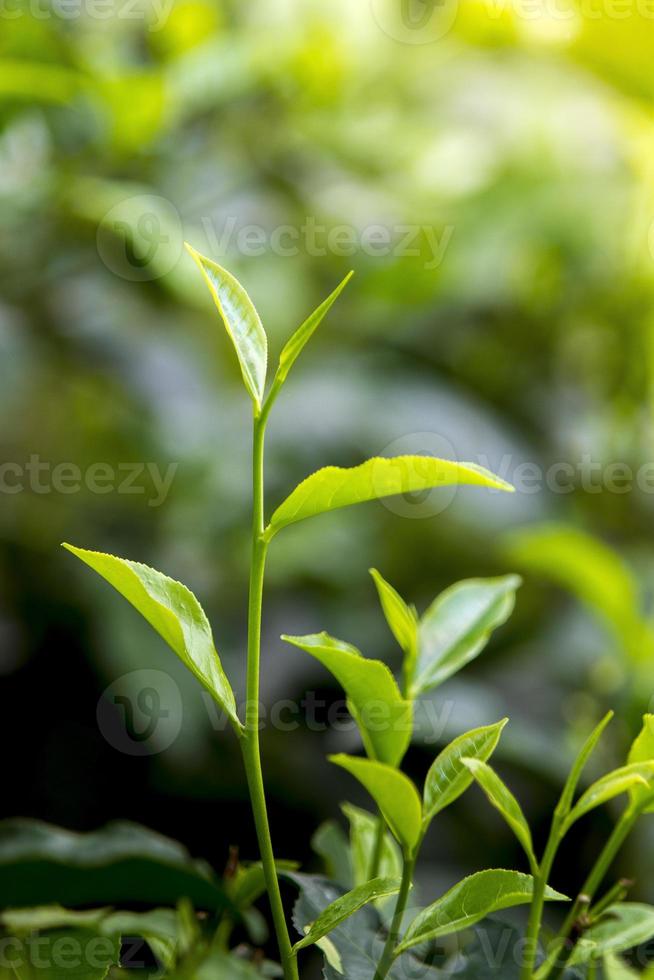 chá folhas dentro fresco jardim. foto