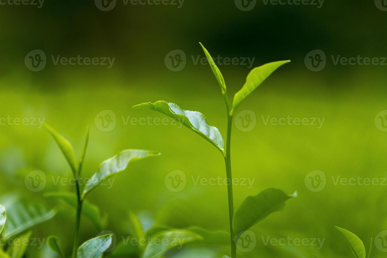 chá folhas dentro fresco jardim. foto