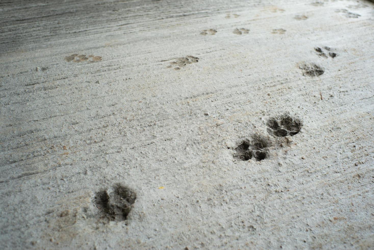 pegadas de cachorro no chão de concreto do canteiro de obras foto