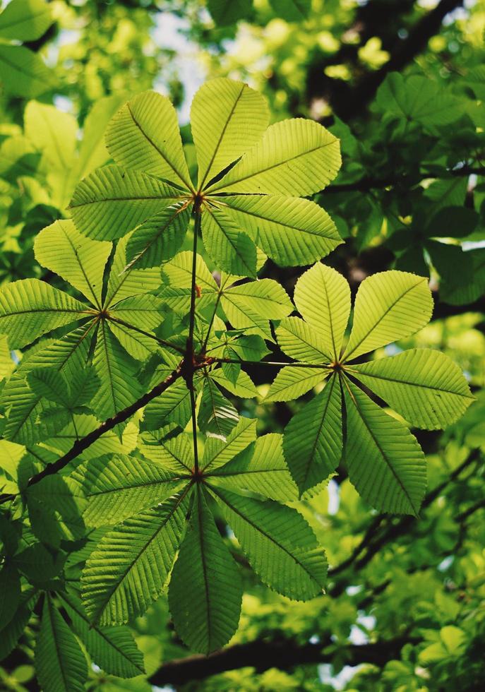 folhas verdes da árvore na primavera foto