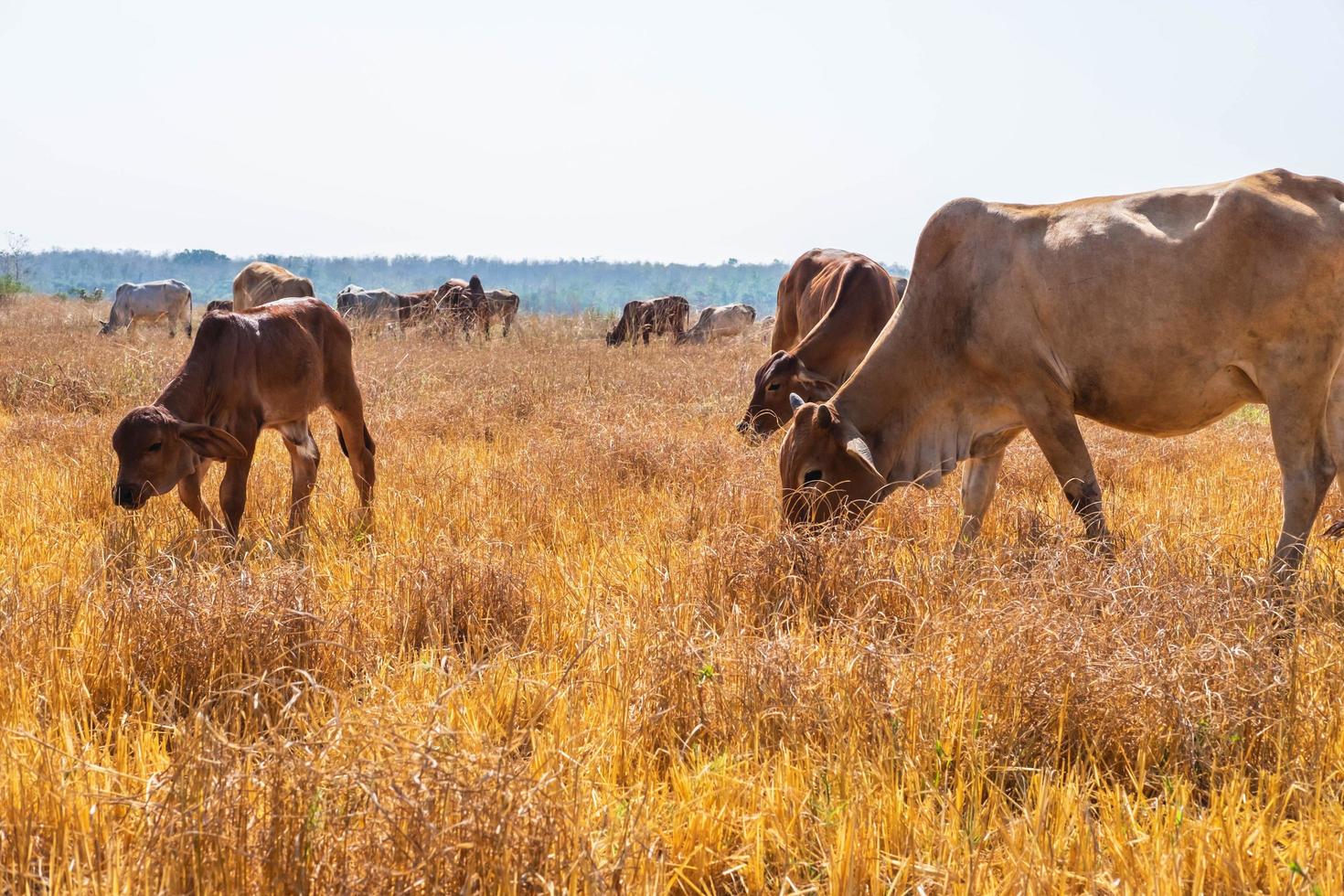 rebanho de vacas pastando foto