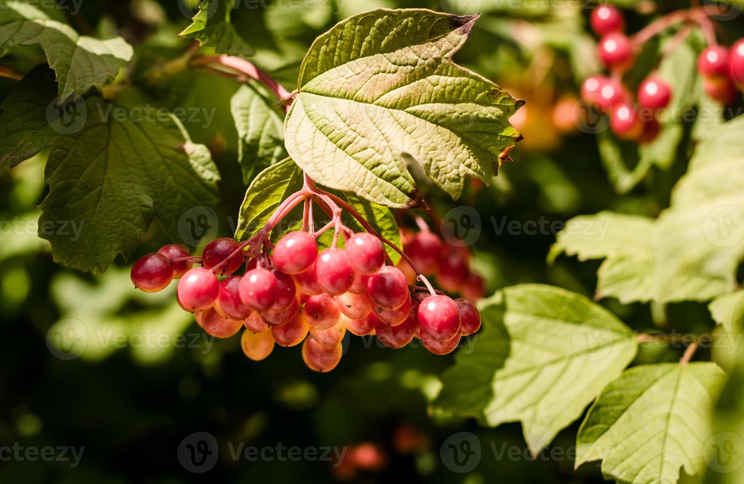 uvas vermelhas em um galho foto