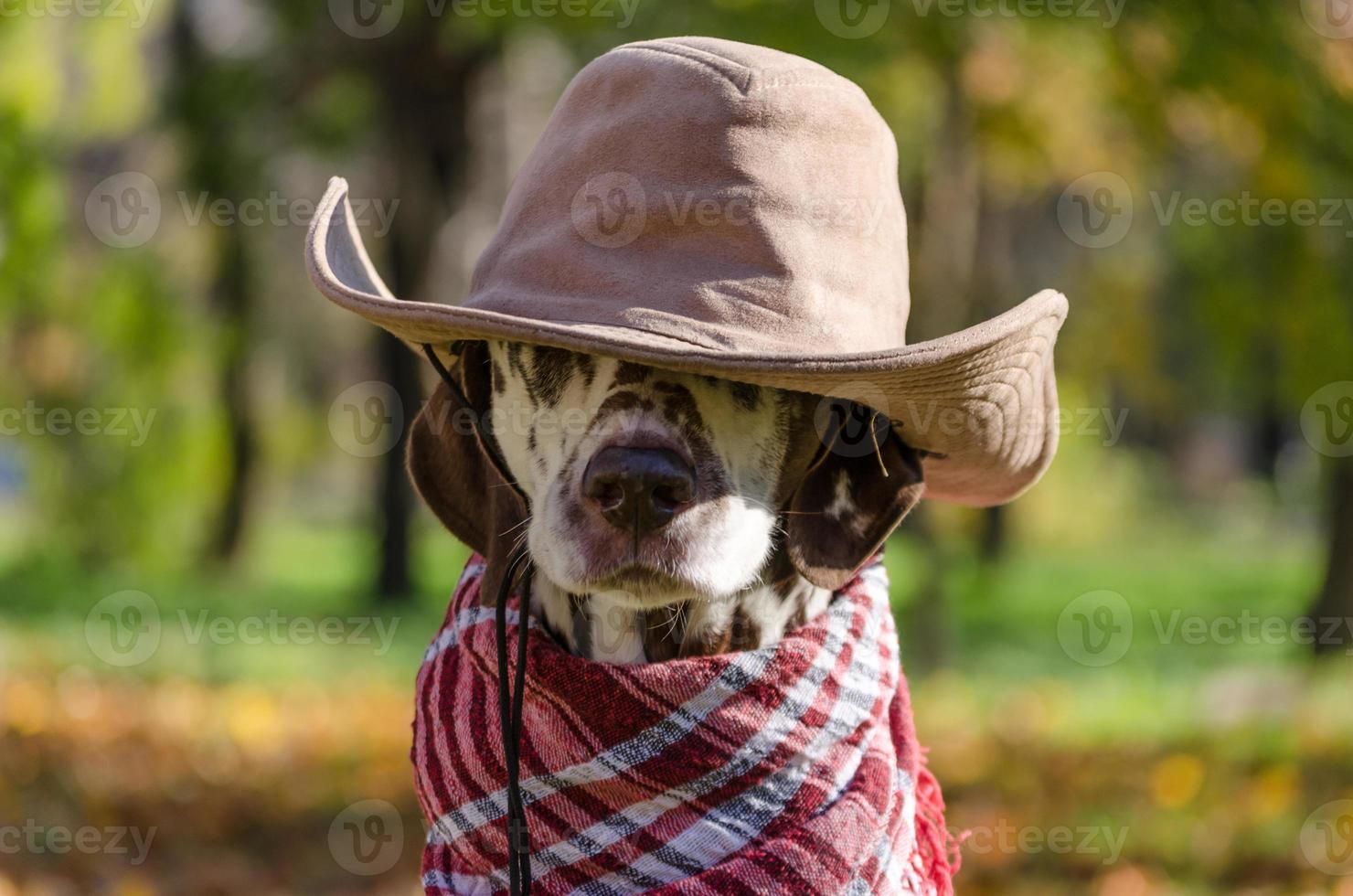 dálmata com chapéu de cowboy marrom e lenço xadrez foto