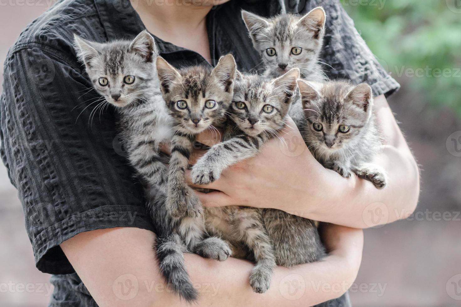 pessoa segurando gatinhos malhados foto