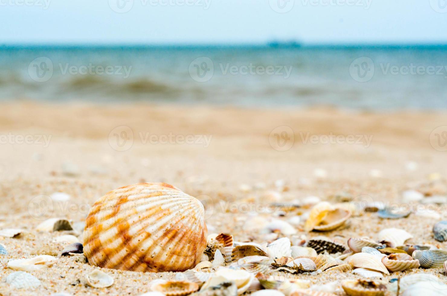 muitas conchas na praia foto