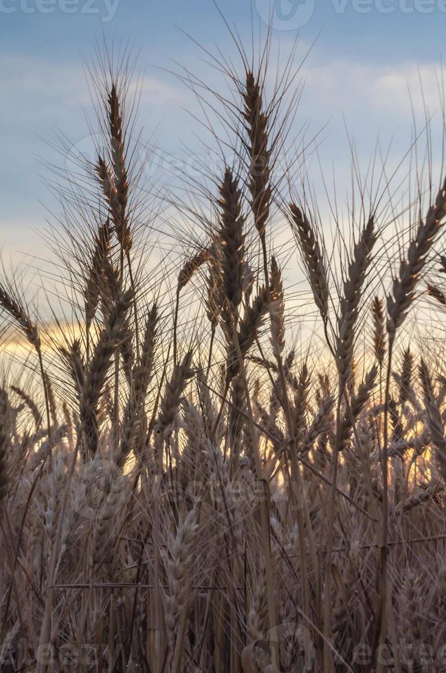 campo de centeio ao pôr do sol foto