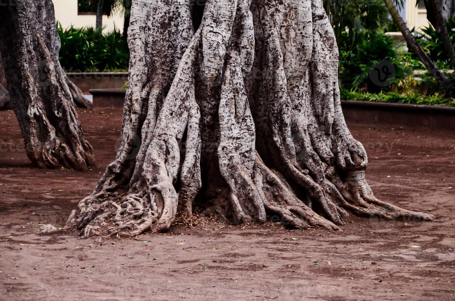 tronco de árvore velho foto