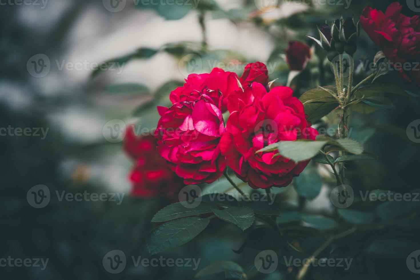 vermelho rosa em a arbusto contra uma Sombrio fundo dentro a jardim foto