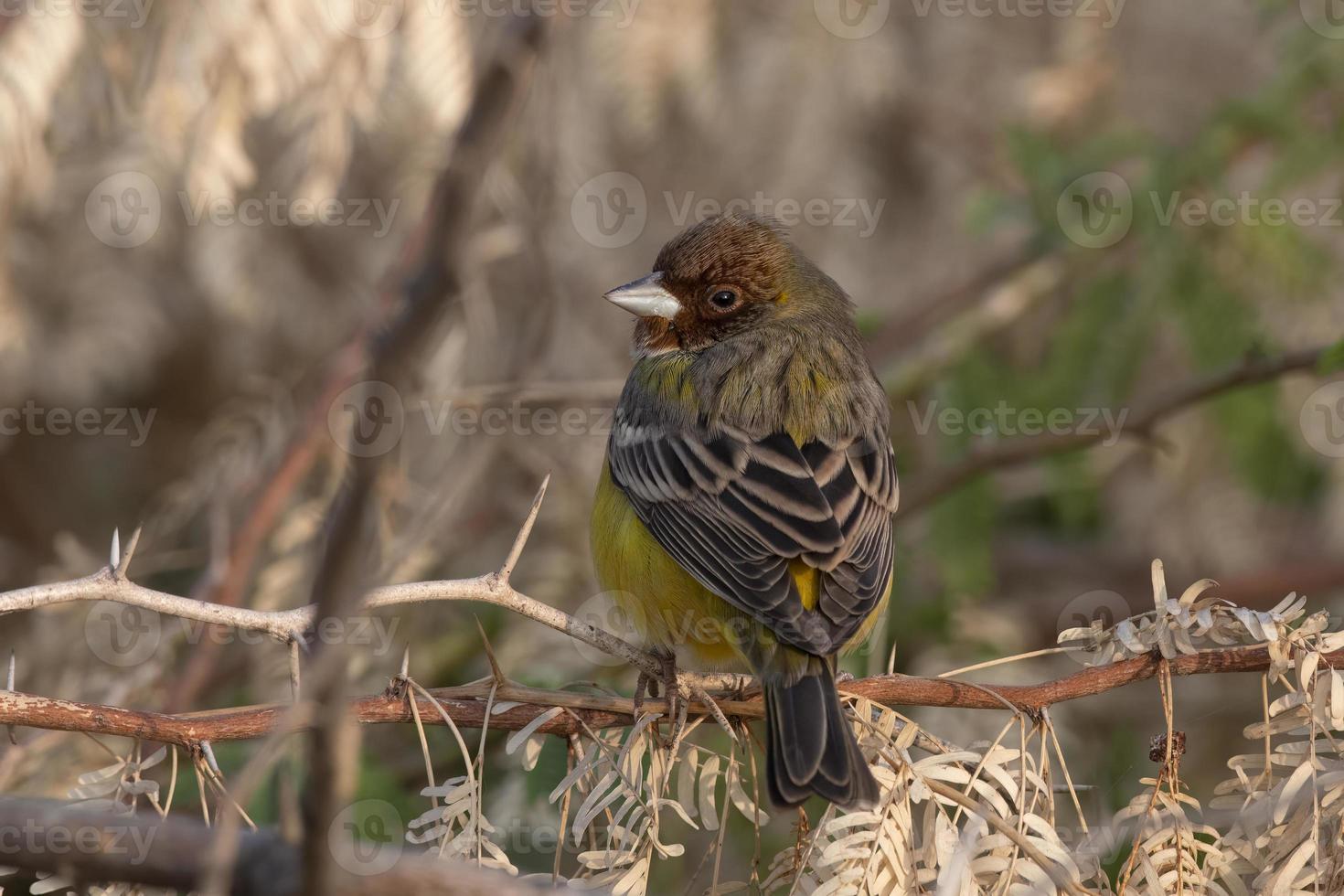 ruivo estamenha ou emberiza bruniceps observado perto nalsarovar dentro gujarat foto