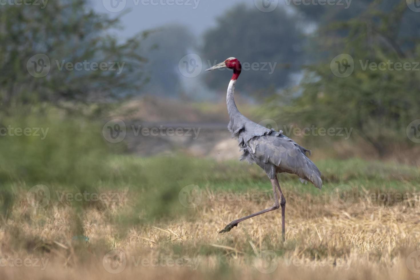 Sarus guindaste ou antigone antigone observado perto nalsarovar dentro gujarat, Índia foto