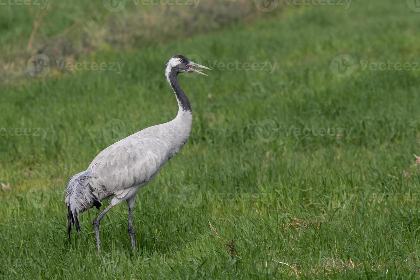 comum guindaste ou grus grus Além disso conhecido Como a eurasian guindaste, visto perto nalsarovar foto