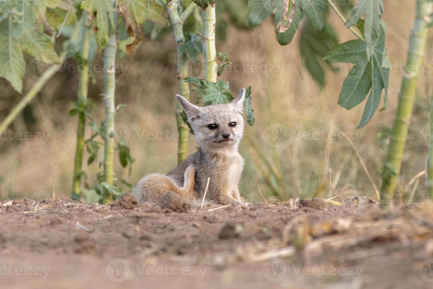 filhotes do Bengala Raposa ou vulpes bengaliense observado perto nalsarovar dentro gujarat foto