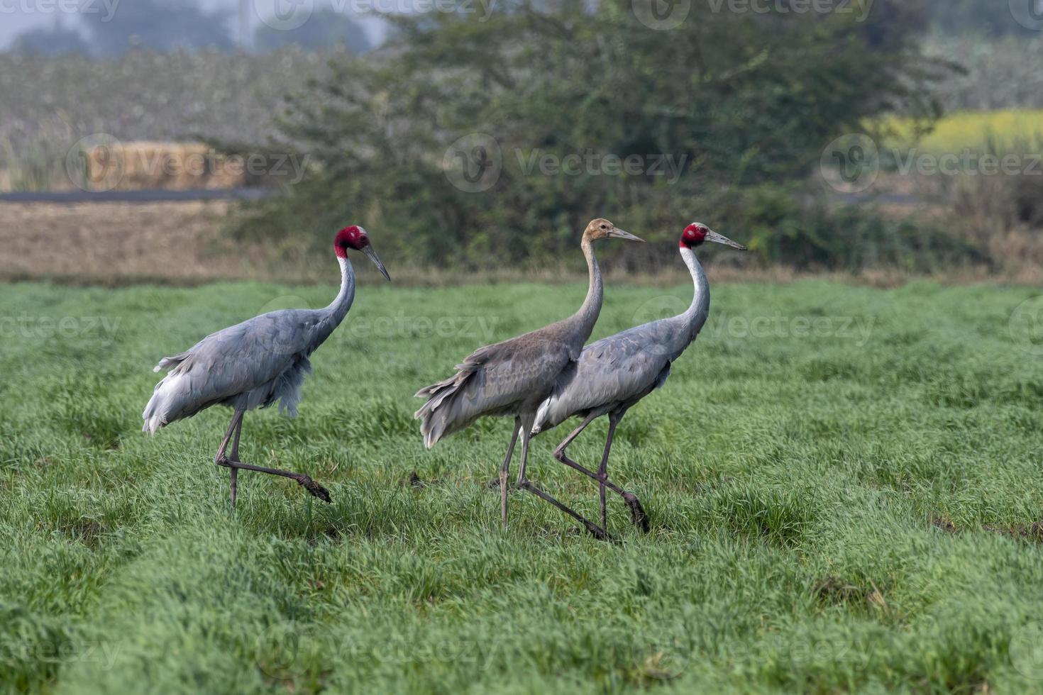 Sarus guindaste ou antigone antigone observado perto nalsarovar dentro gujarat, Índia foto