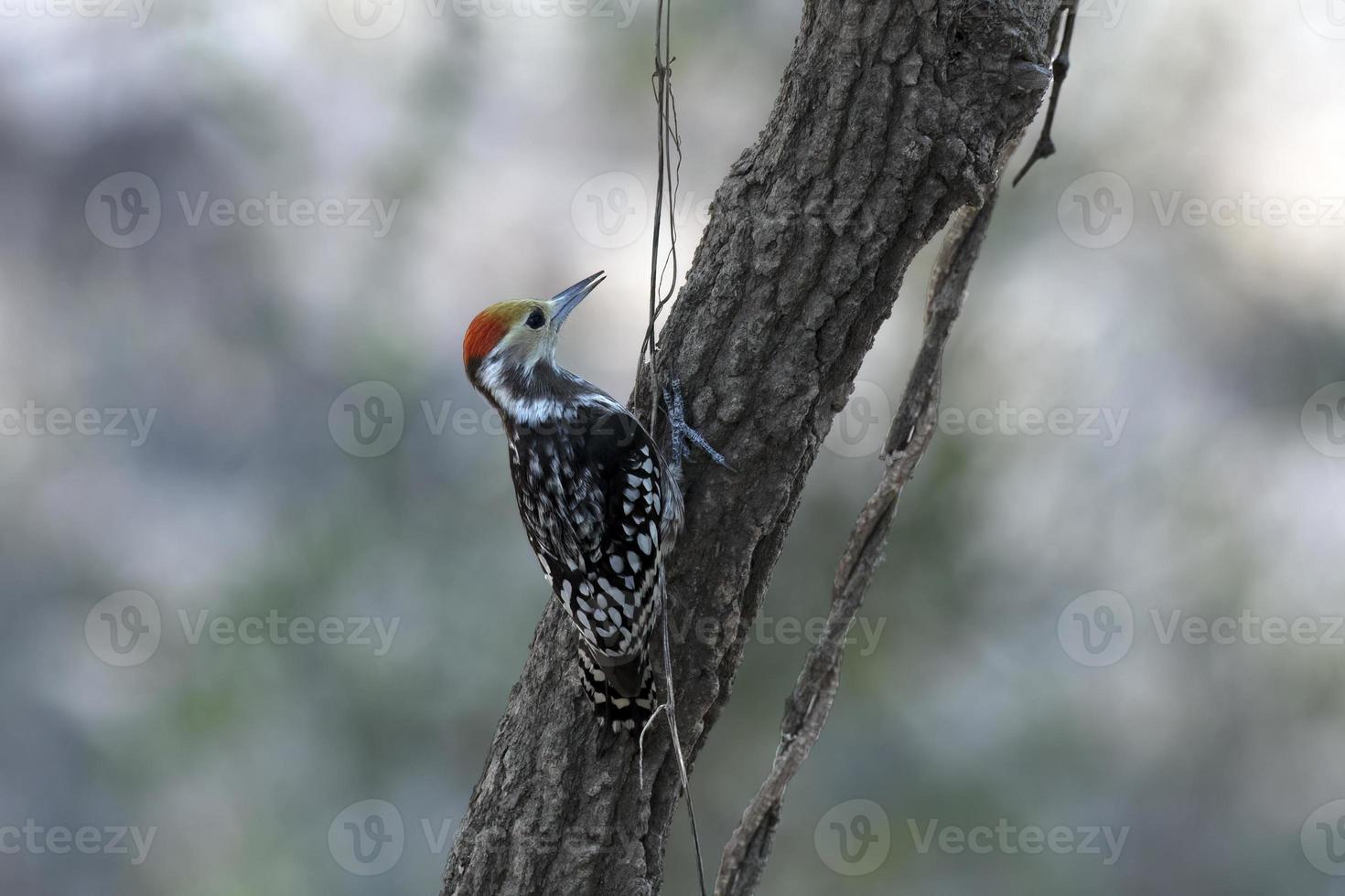 de coroa amarela pica-pau ou leiopicus mahrattensis observado dentro correu do kutch foto