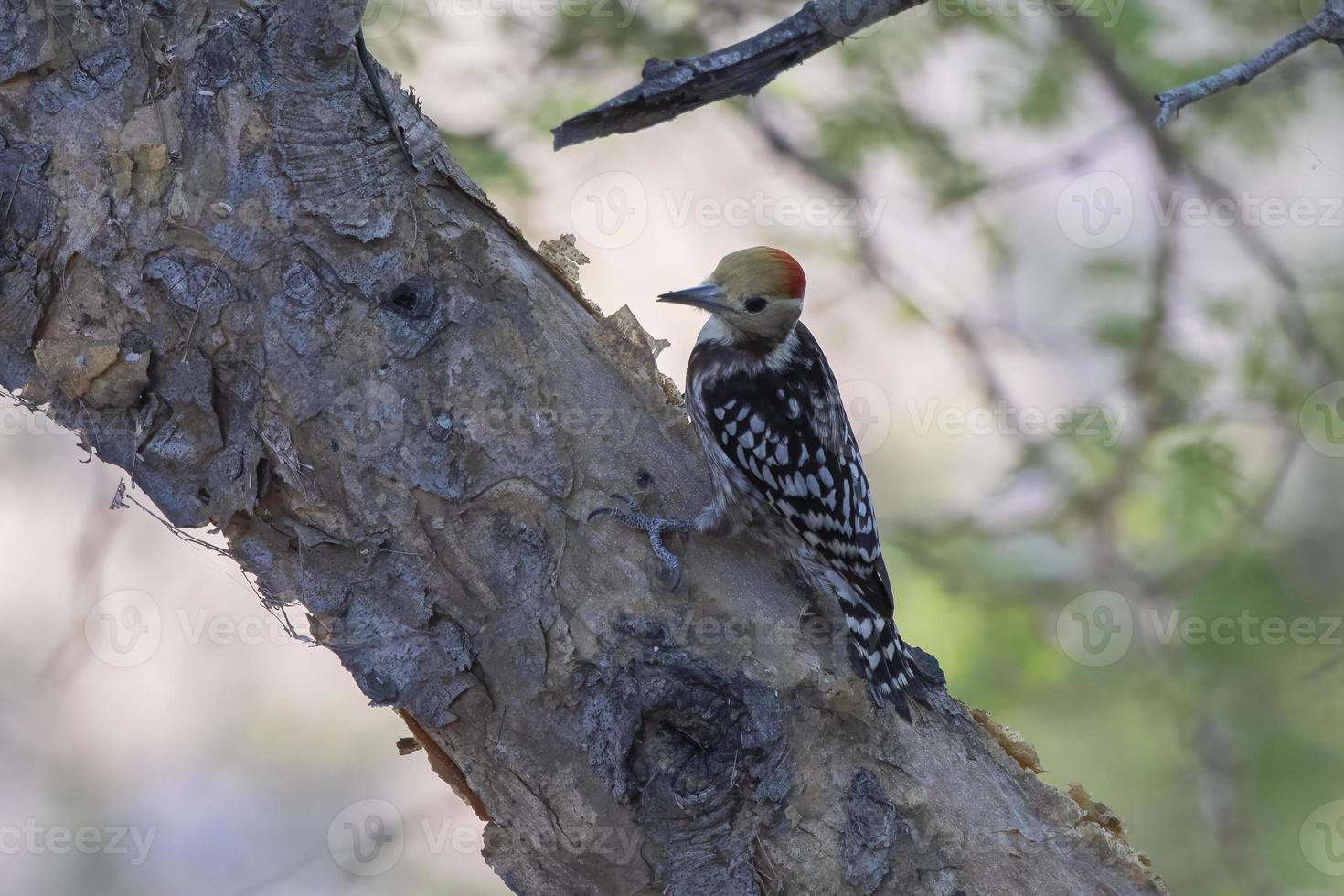 de coroa amarela pica-pau ou leiopicus mahrattensis observado dentro correu do kutch foto