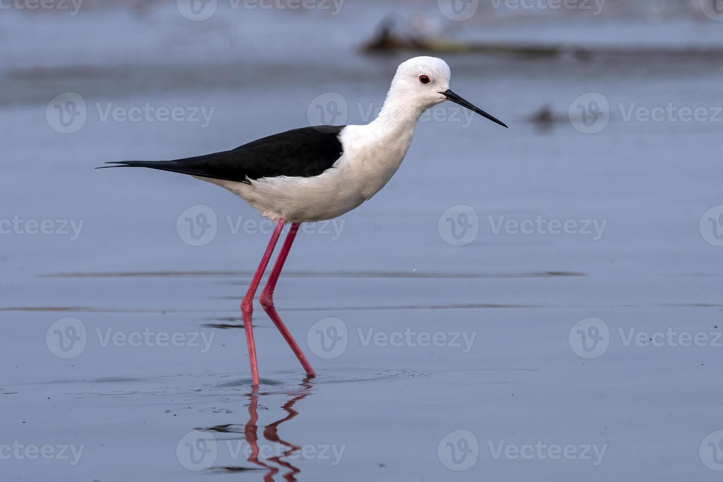 de asas negras palafita ou himantopus himantopus observado perto nalsarovar dentro gujarat foto