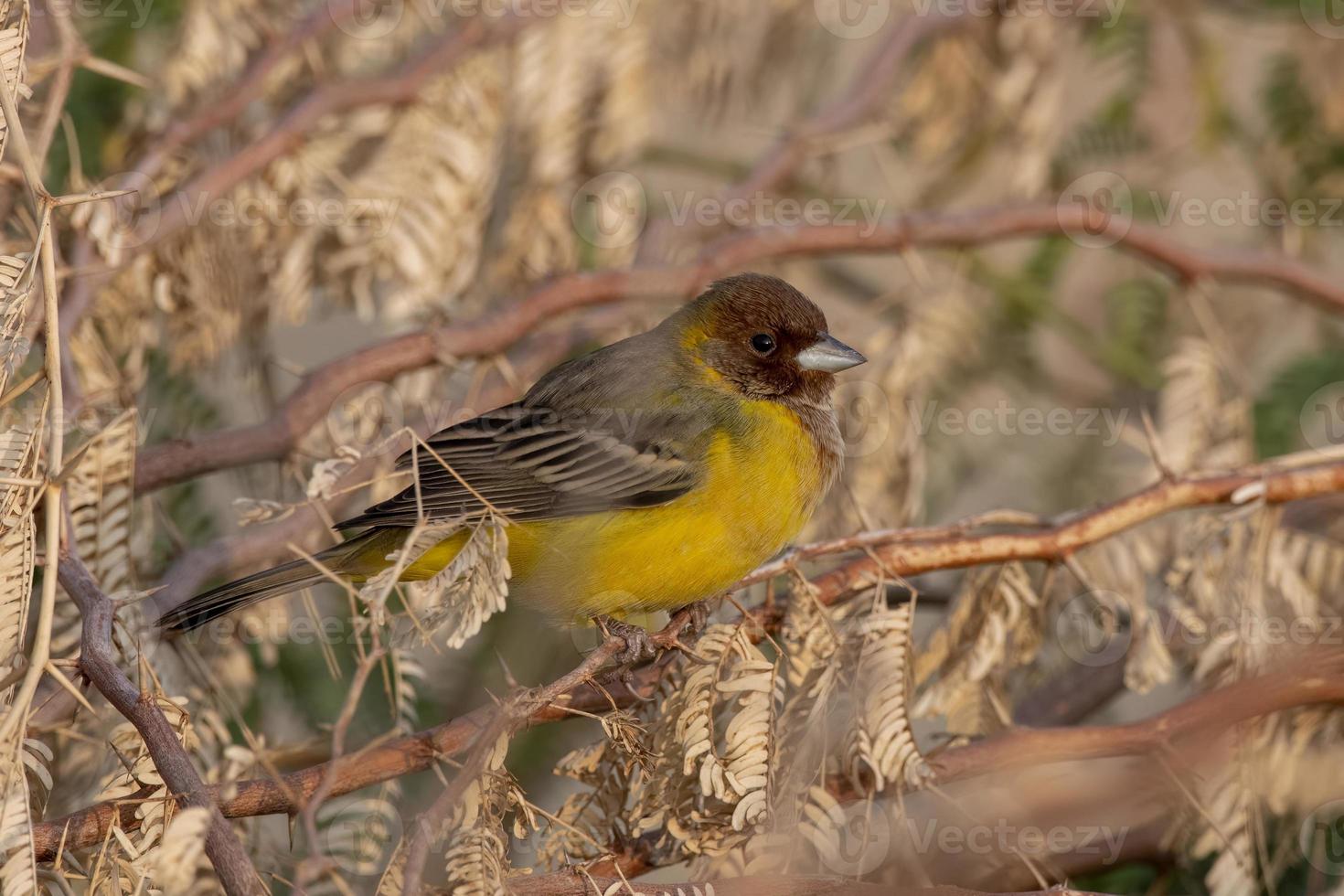 ruivo estamenha ou emberiza bruniceps observado perto nalsarovar dentro gujarat foto